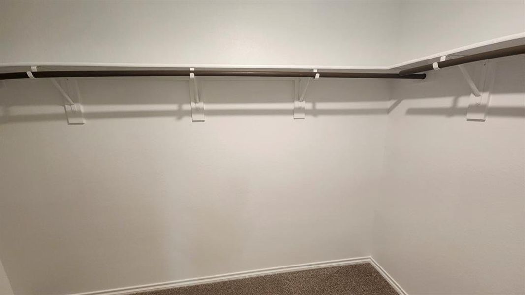 Walk-in closet featuring white walls, a single-tier rod and shelf system, and brown carpet flooring