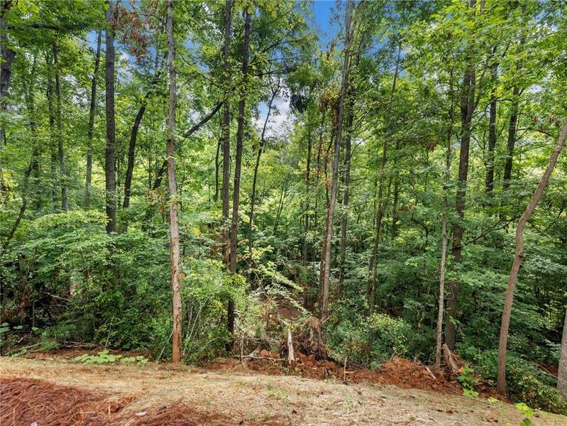 Natural landscape and outdoor views near in Braselton (Image 40). Natural landscape and outdoor views near in Braselton (Image 40).