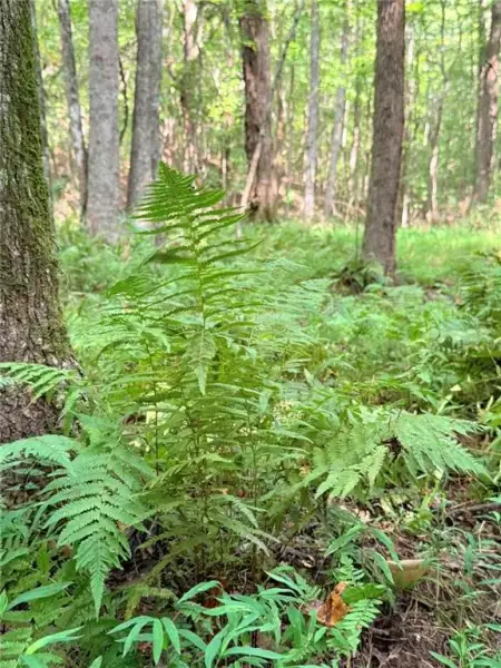 Natural landscape and outdoor views near in Talking Rock (Image 7). Natural landscape and outdoor views near in Talking Rock (Image 7).