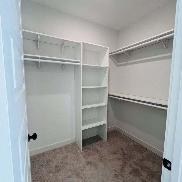 2nd of 2 Walk-in closets in the primary bedroom suite with carpet flooring, white walls, built-in shelving, and multiple hanging rods