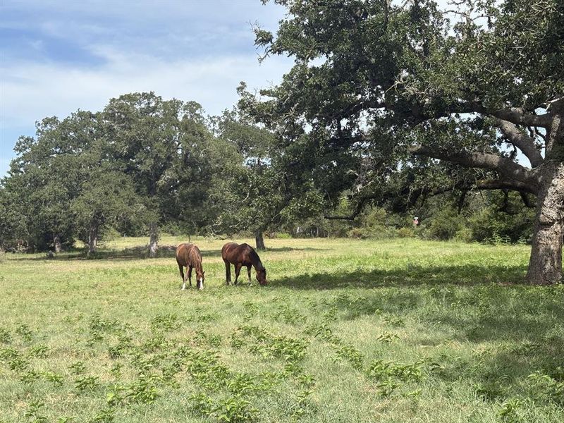 Horses grazing.