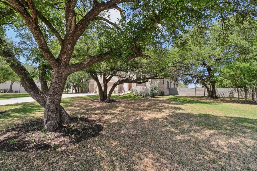 stunning Texas Oaks all through the property