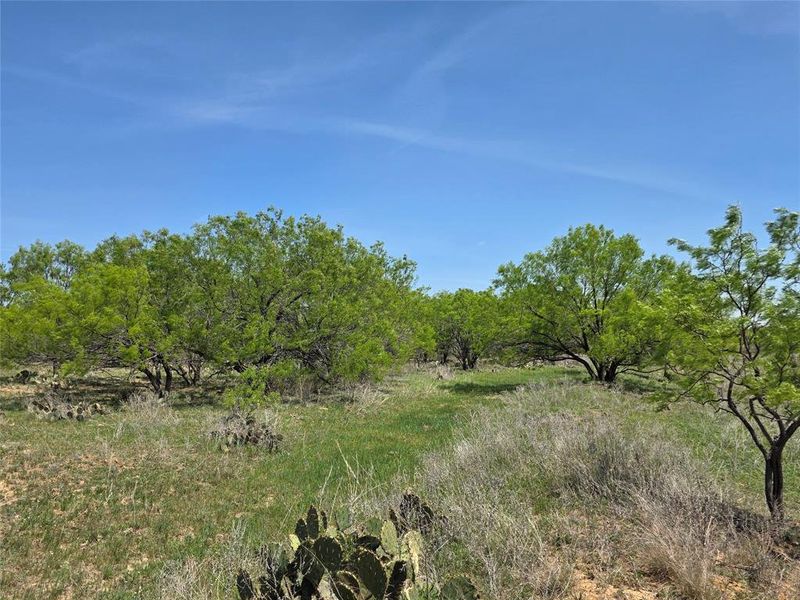 Natural landscape and outdoor views near  in San Saba (Image 16).