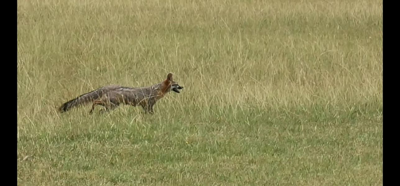 Nice shot of a fox looking for breakfast. Their usually out at dawn. Nice shot of a fox looking for breakfast. Their usually out at dawn.