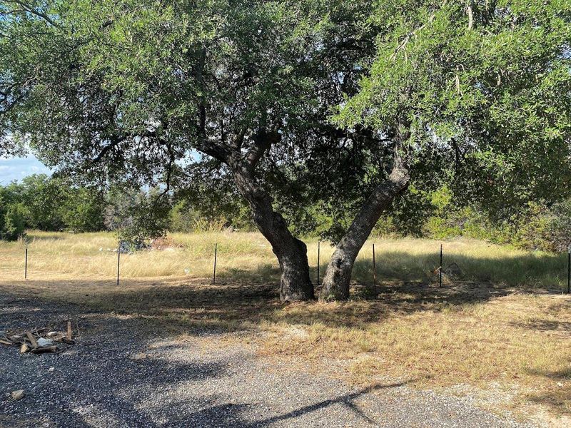 View of local wilderness