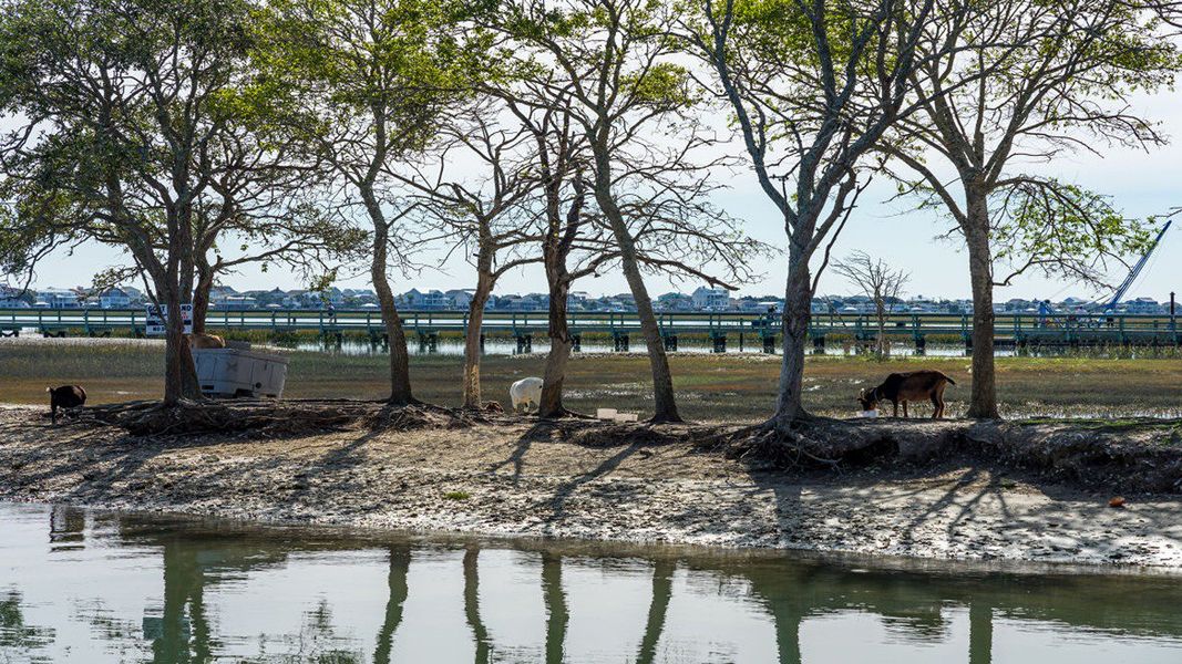 Natural landscape and outdoor views near Winfield Farms in Myrtle Beach (Image 11). Natural landscape and outdoor views near Winfield Farms in Myrtle Beach (Image 11).