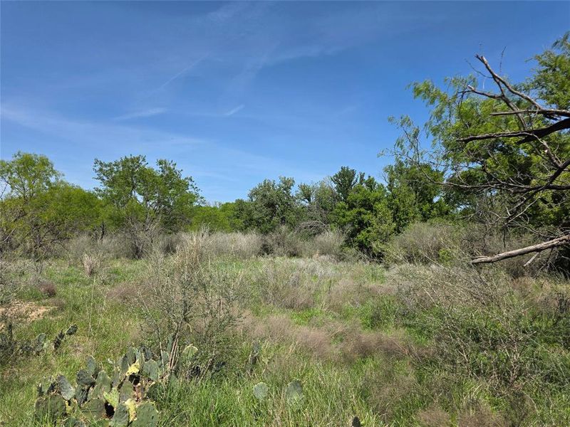 Natural landscape and outdoor views near  in San Saba (Image 26).