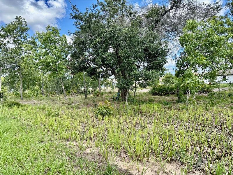 Natural landscape and outdoor views near  in Weeki Wachee (Image 65).