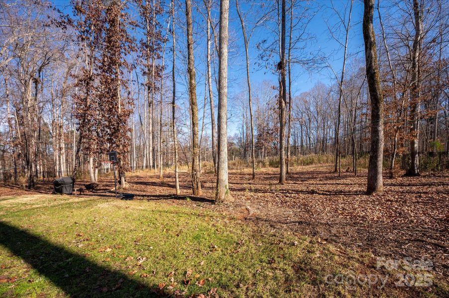 Semi-cleared backyard