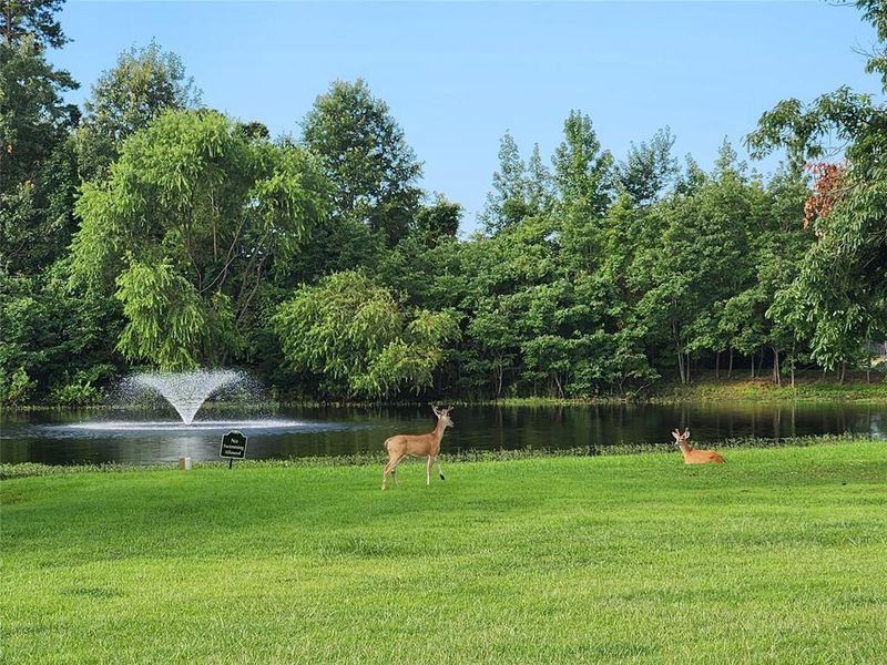 Bucks at pond