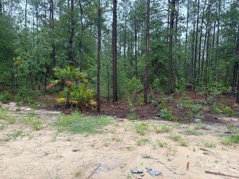 Natural landscape and outdoor views near in Ocala (Image 6). Natural landscape and outdoor views near in Ocala (Image 6).