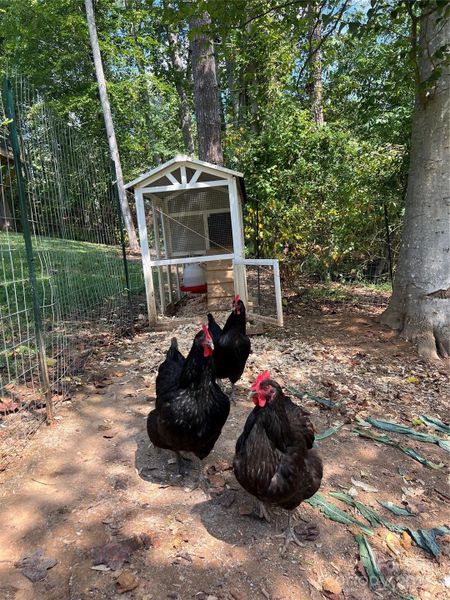 Chickens and coop are conveyable if your buyers desire.
