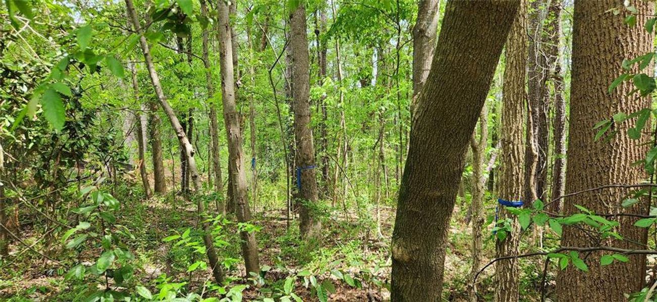Natural landscape and outdoor views near  in Atlanta (Image 7).