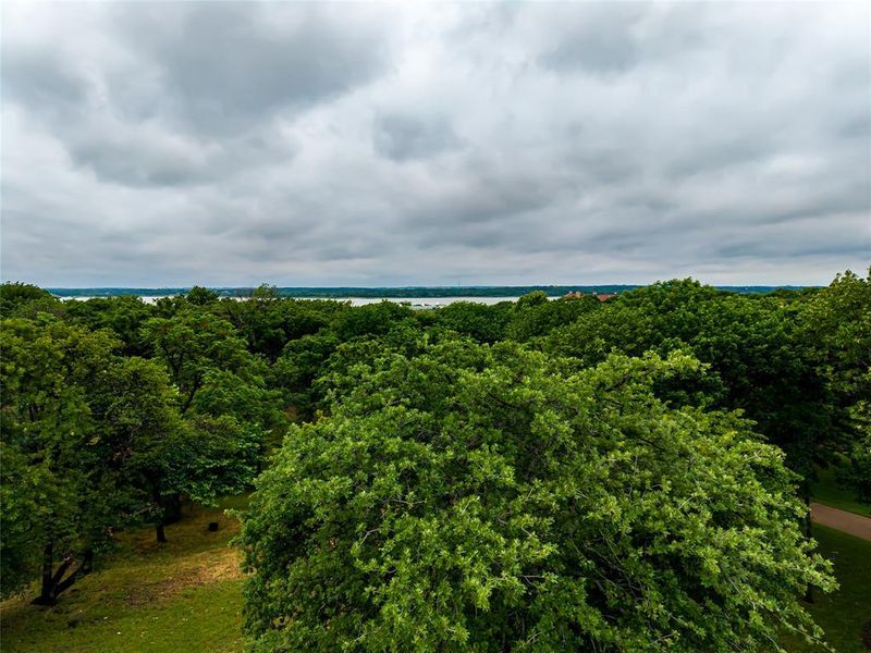 Expansive tree canopy with a distant body of water Expansive tree canopy with a distant body of water