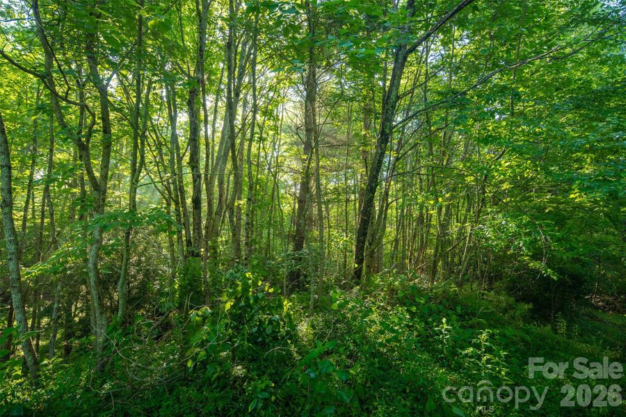 Natural landscape and outdoor views near  in Boone (Image 34).