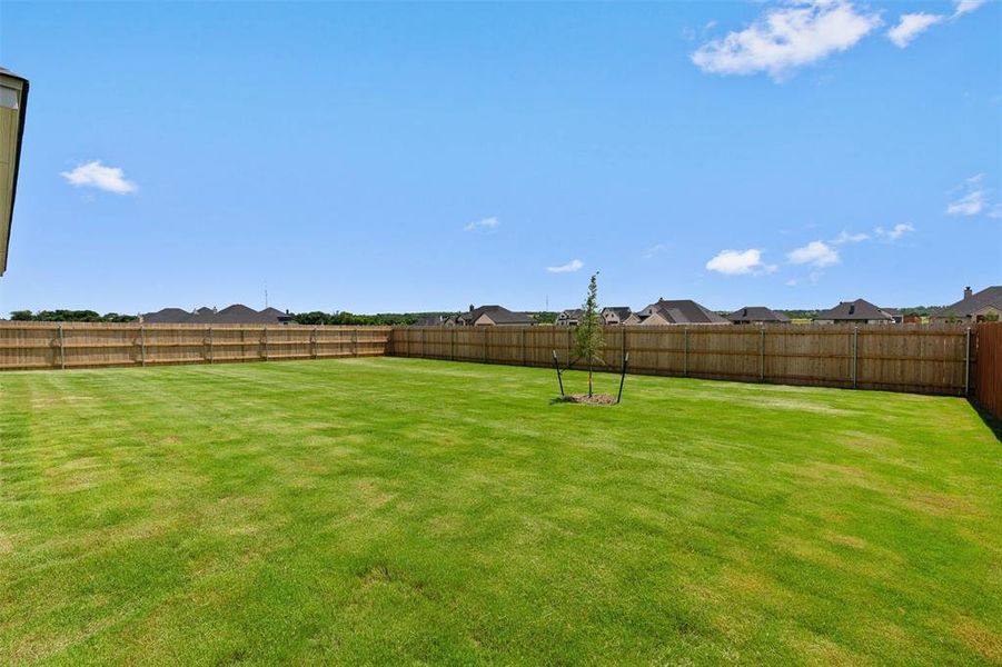 Expansive green lawn with a newly planted tree Expansive green lawn with a newly planted tree