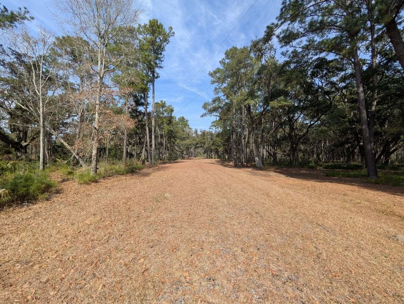 Natural landscape and outdoor views near  in Edisto Island (Image 41).