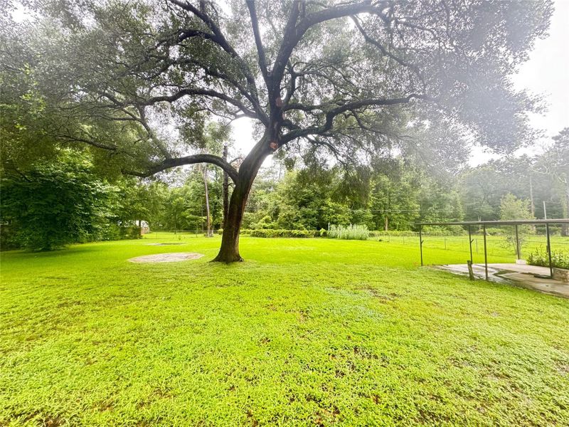 Massive back yard