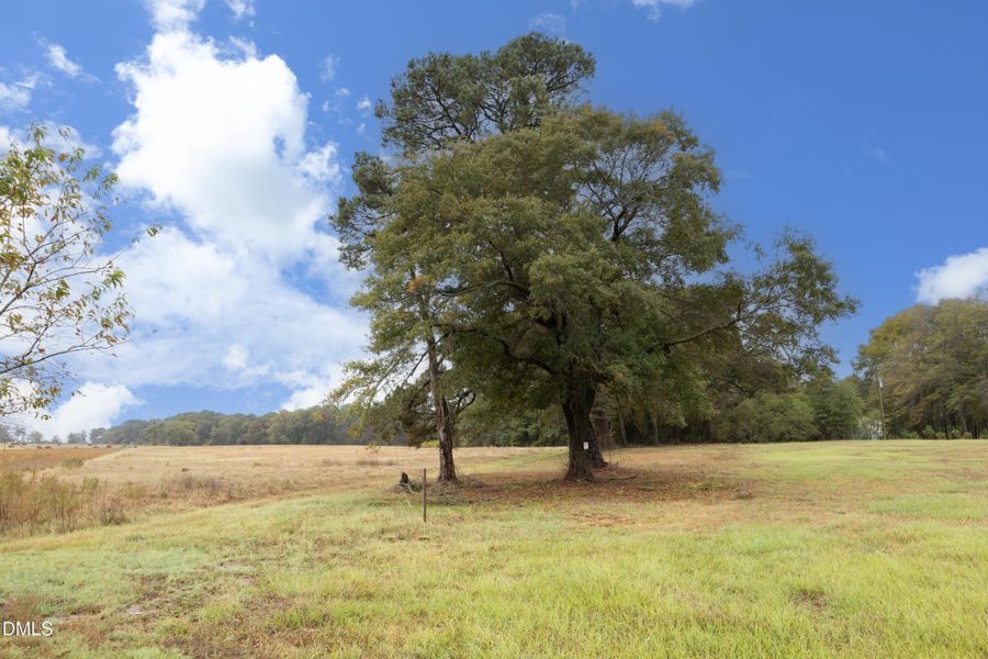 56BackTree 56BackTree