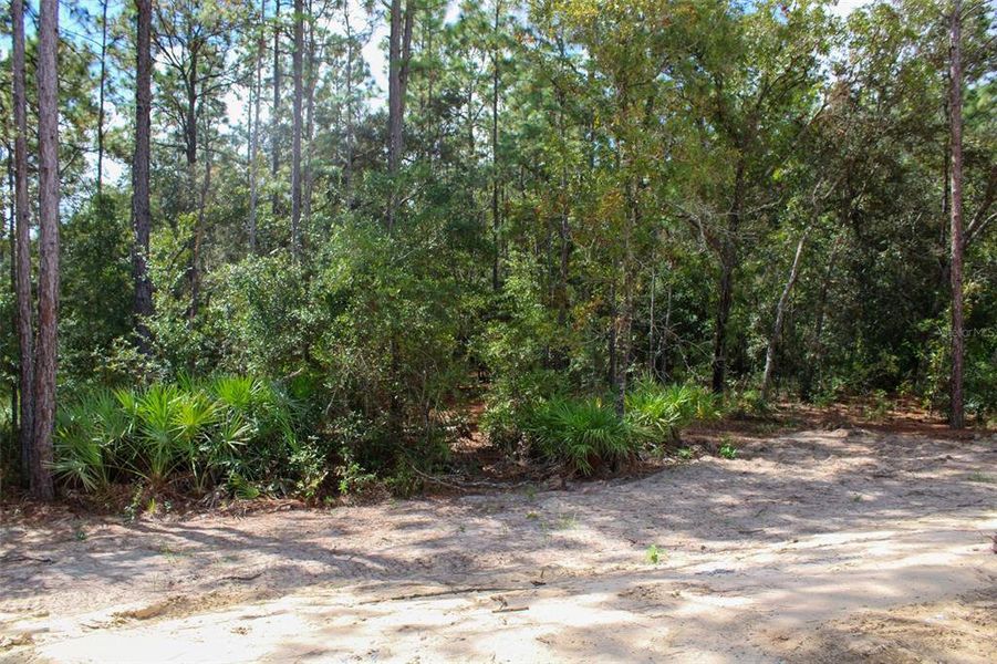 Natural landscape and outdoor views near in Beverly Hills (Image 5). Natural landscape and outdoor views near in Beverly Hills (Image 5).