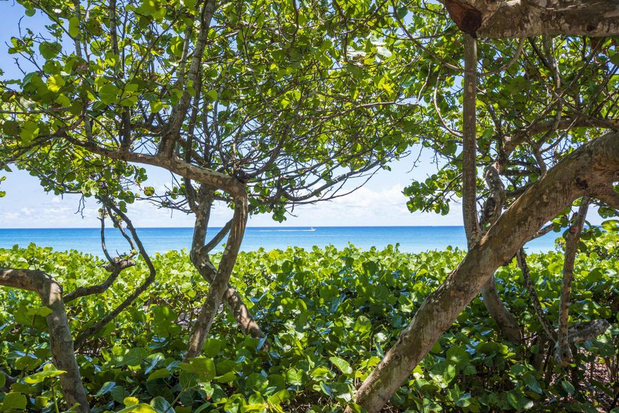 Natural landscape and outdoor views near  in Jupiter (Image 37).
