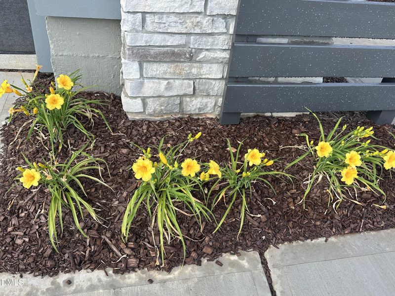 Landscaping Landscaping