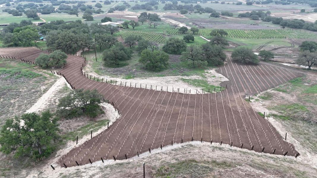 Expansive vineyard property featuring multiple rows of established grapevines, undulating terrain, numerous mature trees, and natural pathways