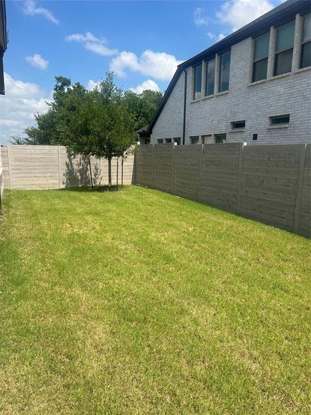 Expansive green lawn with a newly planted tree Expansive green lawn with a newly planted tree