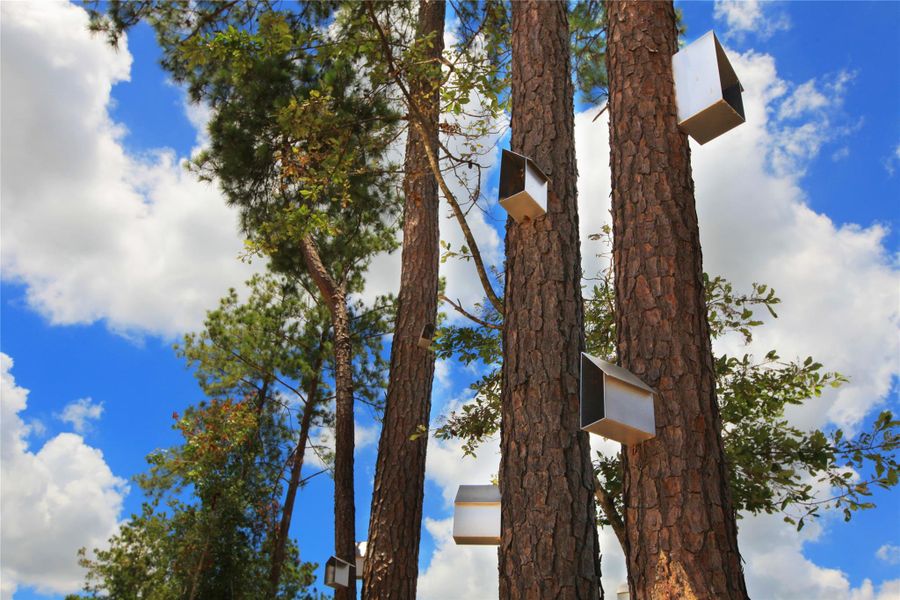 Image 25 of a home in ARTAVIA: Hilltop Collection.