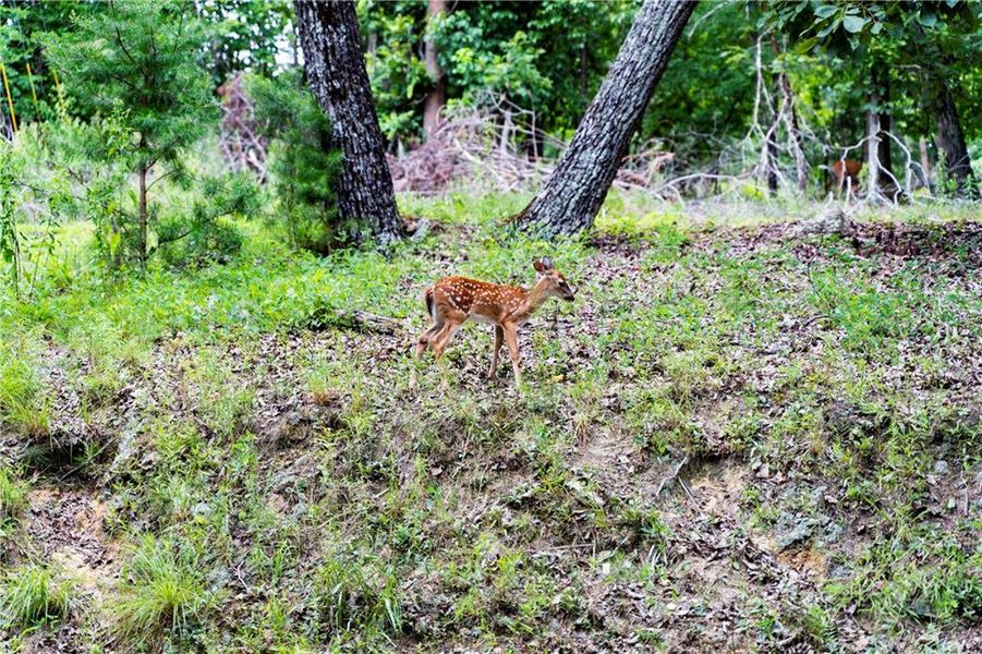 Natural landscape and outdoor views near in Waleska (Image 20). Natural landscape and outdoor views near in Waleska (Image 20).