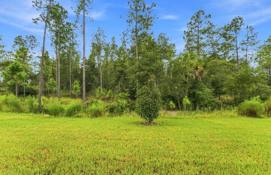 Natural landscape and outdoor views near Two Rivers in Zephyrhills (Image 27).