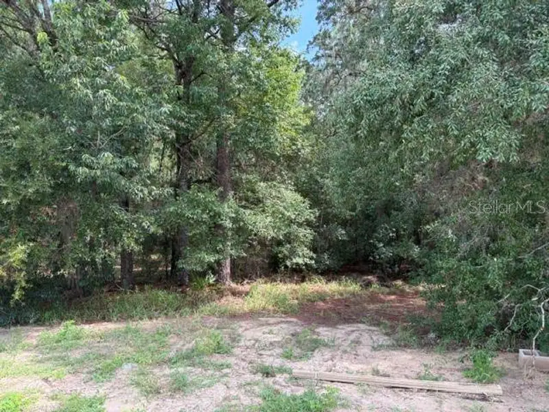 Natural landscape and outdoor views near Juliette Falls in Dunnellon (Image 11). Natural landscape and outdoor views near Juliette Falls in Dunnellon (Image 11).