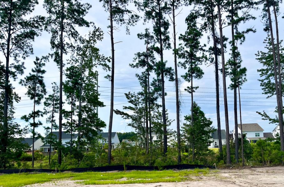 Natural landscape and outdoor views near Nexton in Summerville (Image 48). Natural landscape and outdoor views near Nexton in Summerville (Image 48).