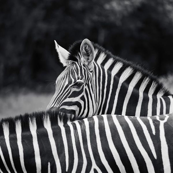 I woke up this morning to a herd of zebra sleeping in my front yard.  Surreal.