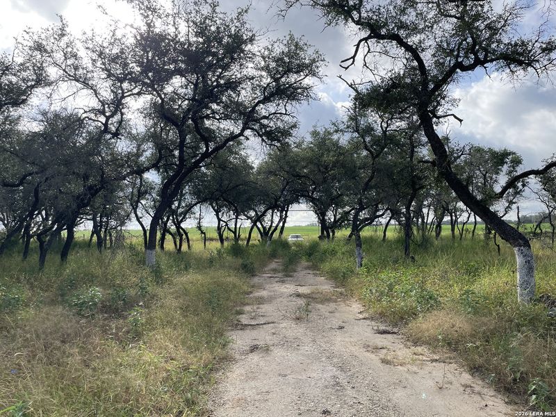Natural landscape and outdoor views near in Devine (Image 6). Natural landscape and outdoor views near in Devine (Image 6).