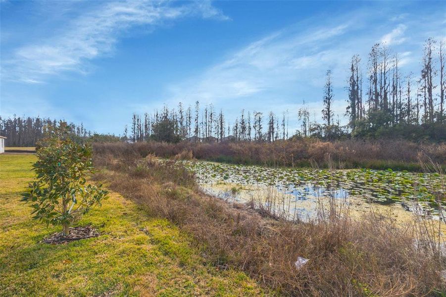 Natural landscape and outdoor views near  in Zephyrhills (Image 55).