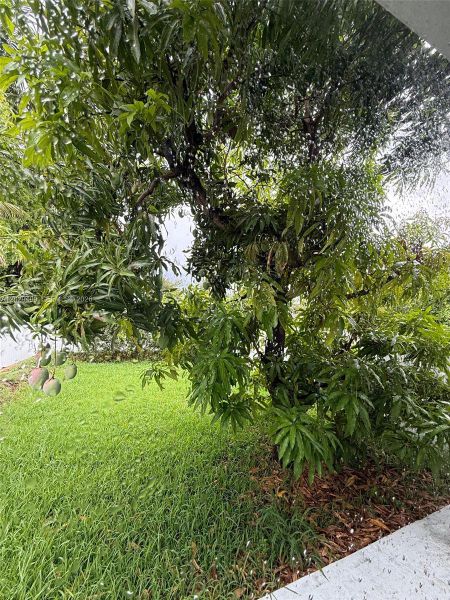 Natural landscape and outdoor views near  in Miami (Image 12).