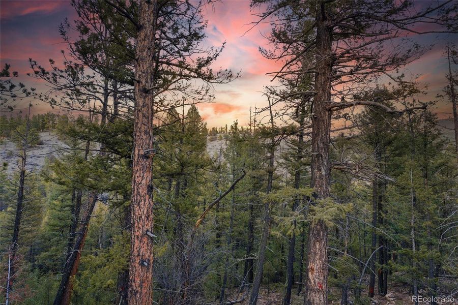 Surrounded by private forest, your only visitors are the wildlife and the guests you choose to welcome.