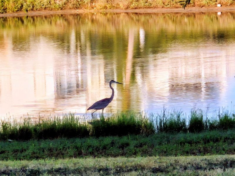 Scenic Ponds