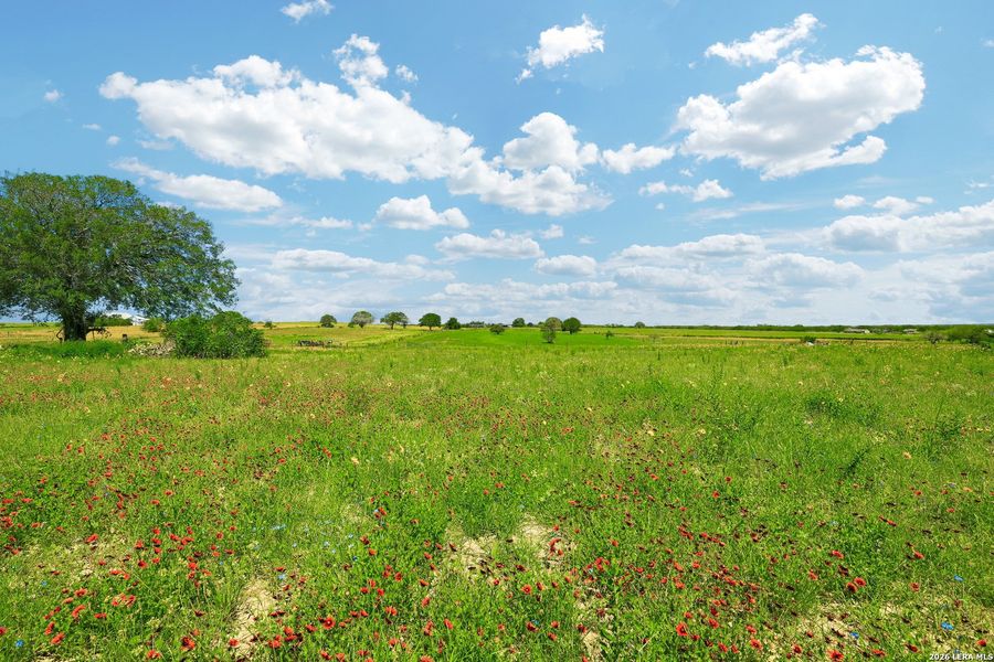 Natural landscape and outdoor views near  in Floresville (Image 22).