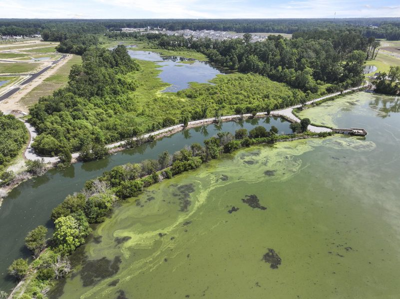 Natural landscape and outdoor views near Carolina Groves in Moncks Corner (Image 29). Natural landscape and outdoor views near Carolina Groves in Moncks Corner (Image 29).