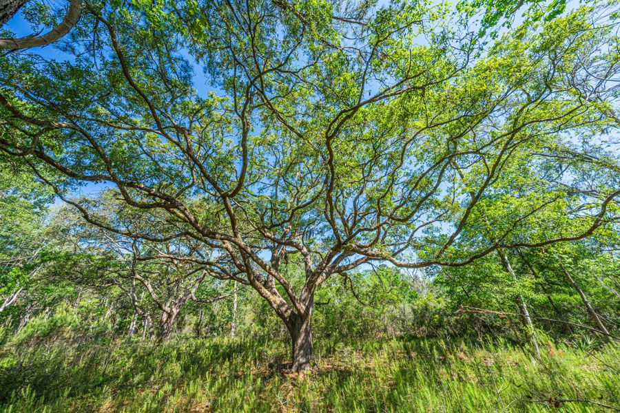 Natural landscape and outdoor views near  in Edisto Island (Image 53).