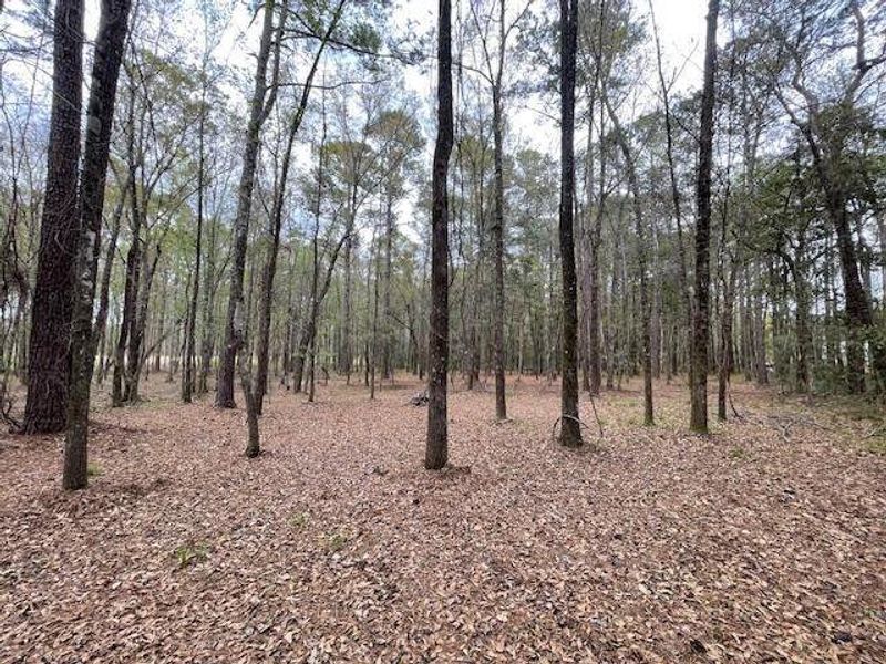 Natural landscape and outdoor views near  in Summerville (Image 13).