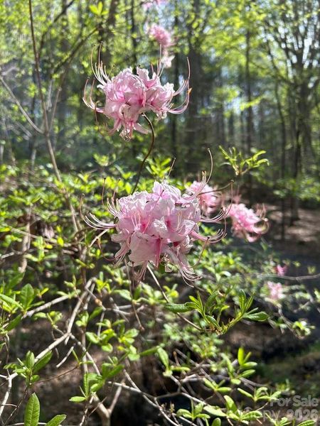 Rhododendron down by the creek