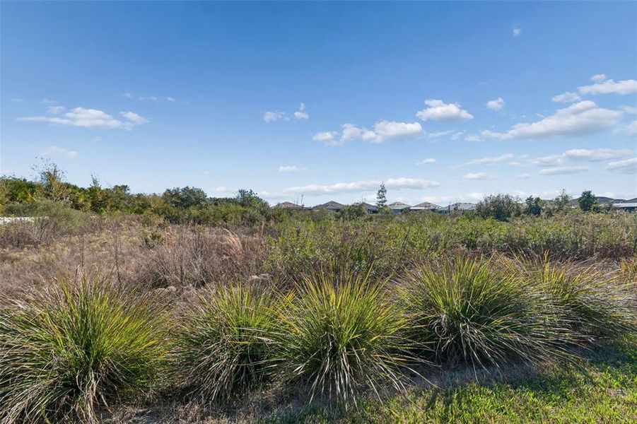 Natural landscape and outdoor views near in Wesley Chapel (Image 74). Natural landscape and outdoor views near in Wesley Chapel (Image 74).
