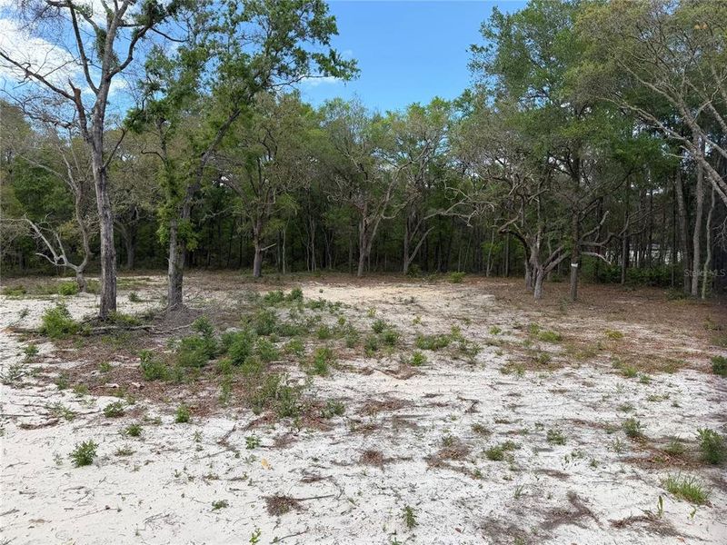 Natural landscape and outdoor views near  in Bronson (Image 13).