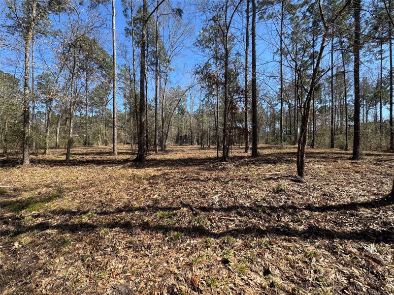 Natural landscape and outdoor views near  in Broaddus (Image 13).