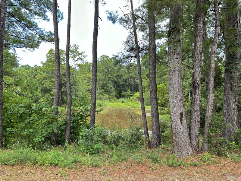 Natural landscape and outdoor views near  in Awendaw (Image 56).