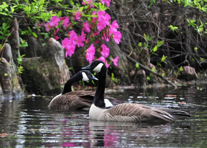 P_CAE_Sumter_Sumter Gardens2 P_CAE_Sumter_Sumter Gardens2