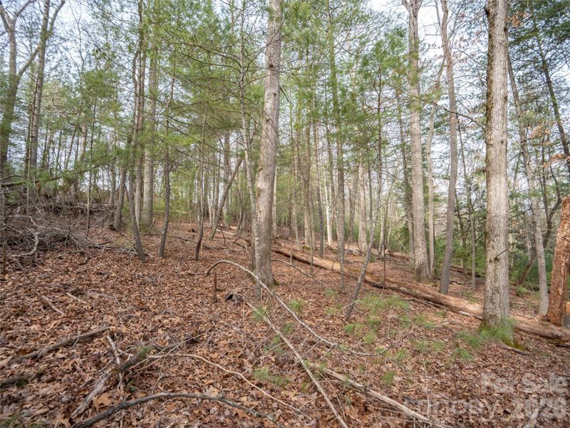Natural landscape and outdoor views near  in Asheville (Image 38).